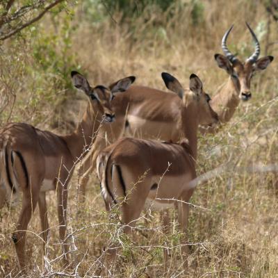 Impalas