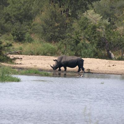 Rhinocéros noir