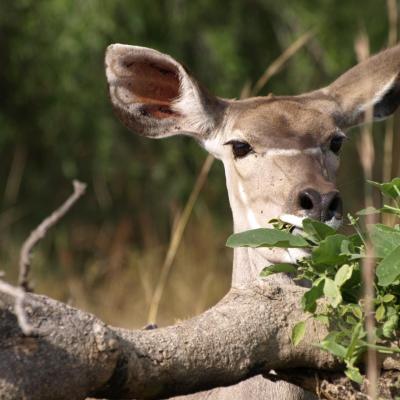 Steenbok