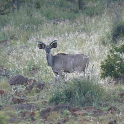 Waterbuck-Cob