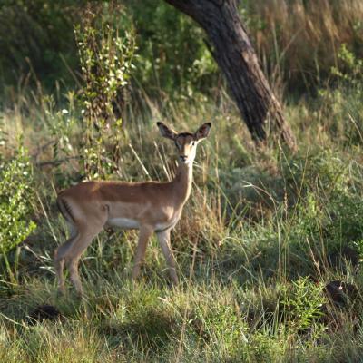 Impala