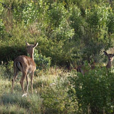 Impalas