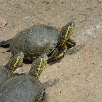 Tortue