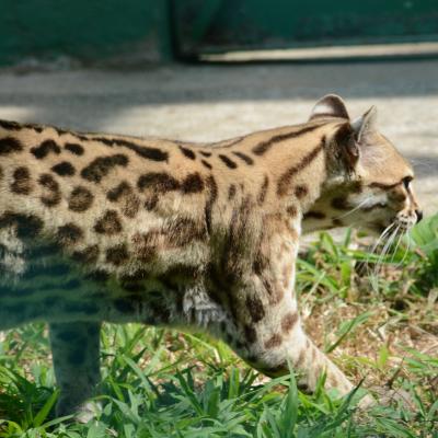 Ocelot