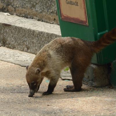 Coatis